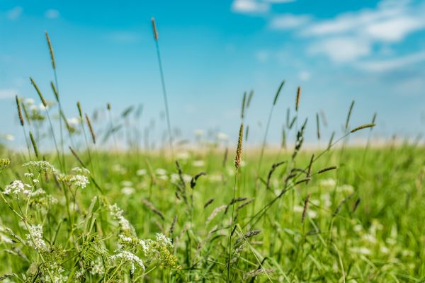 High Grass Trimming in Ormond Beach